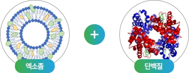 엑소좀 + 단백질