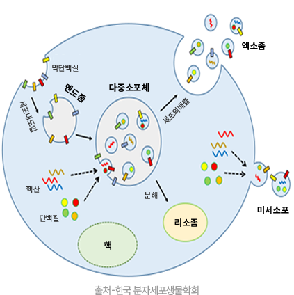 엑소좀 생성 과정