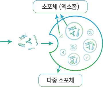 소포체, 다중소포체 이미지