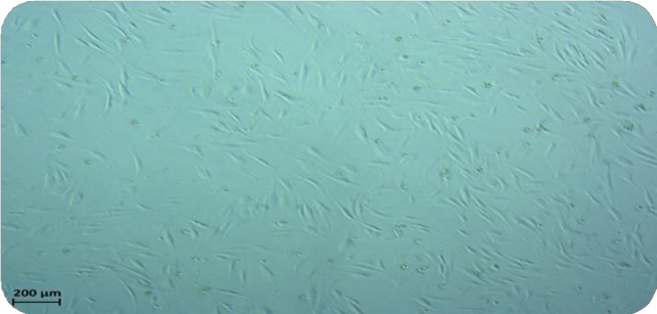 섬유아 세포 분리 배양 증식 이미지