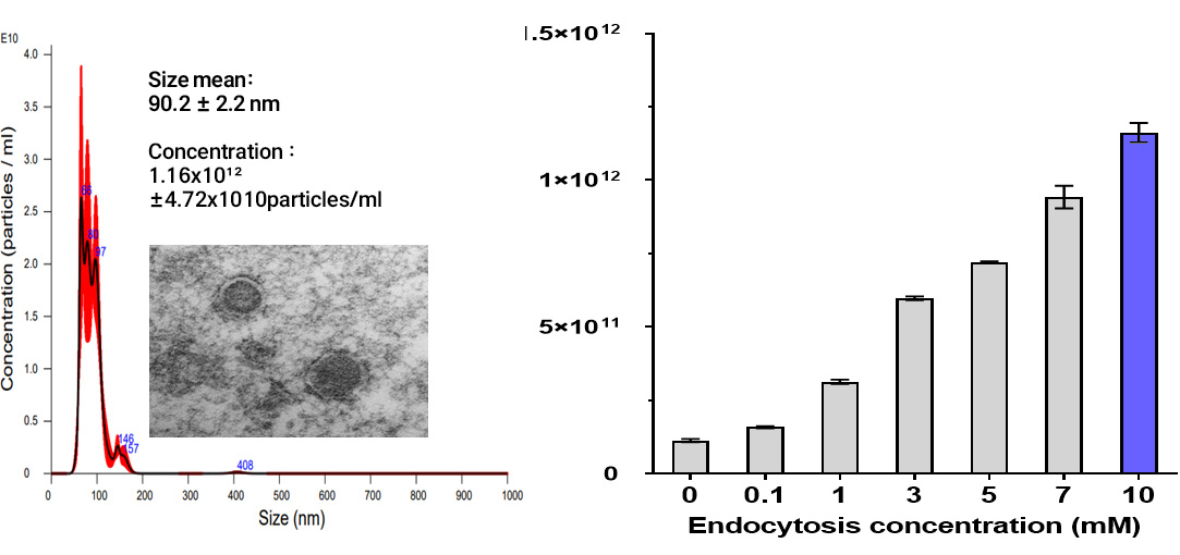 엑소좀 생산량 증가 그래프 